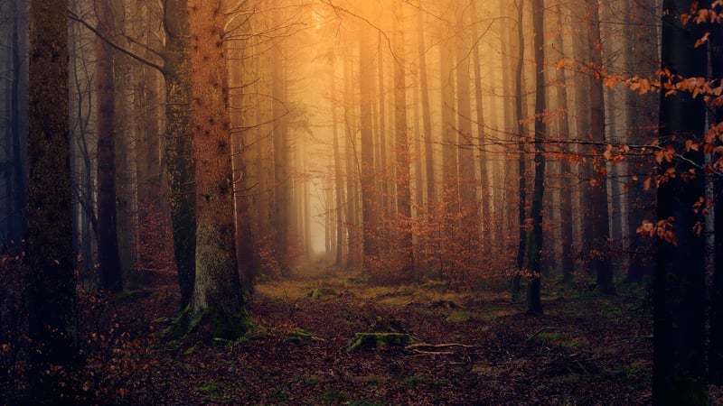 Magical Entities